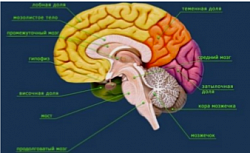 Опухоли головного мозга – новые открытия меняют стандарт лечения