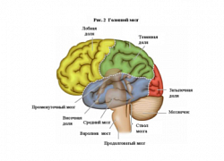 Опухоль ствола головного мозга – радиотерапия и лечение в Италии. Полное удаление опухоли без хирургического вмешательства