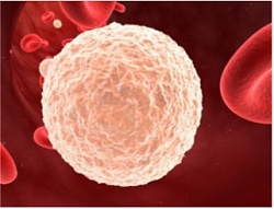 Клетки «камикадзе» для борьбы с раком. Италия – мировой лидер